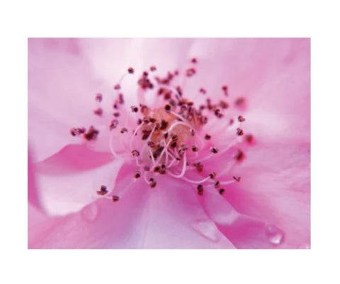 ULTRA SCENT 500ml Odorizant profesional  SECRET - Gama Refreshing